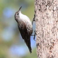 White-throated Treecreeper